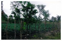 Vendo terreno en Moca